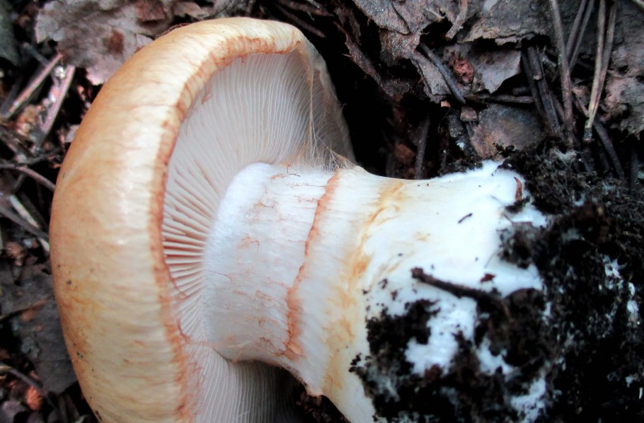 Паутинник приболотник