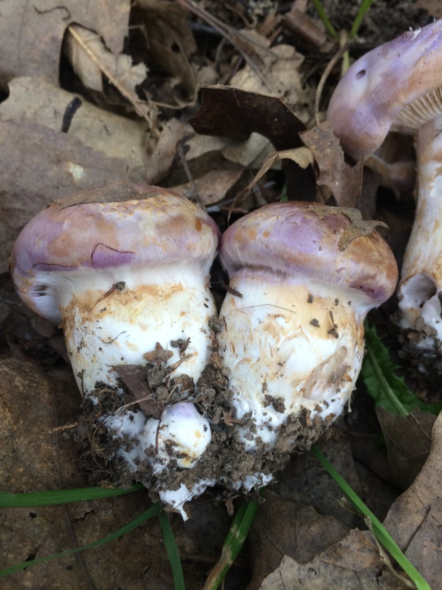 Паутинник желтый (Cortinarius Triumphans)