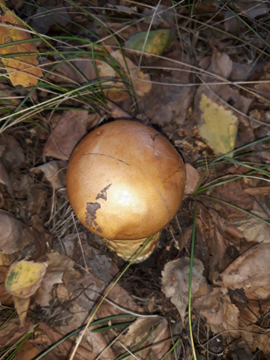 ГРИБЫЖЁЛТЫЙ паутинник