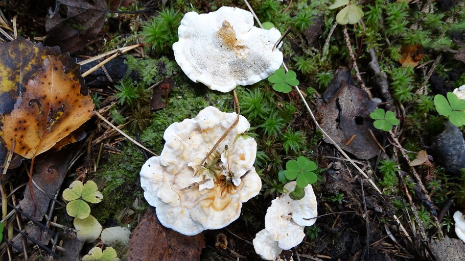 Осиновый груздь (Lactarius controversus)