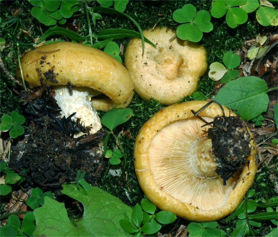 Груздь жёлтый lactarius scrobiculatus