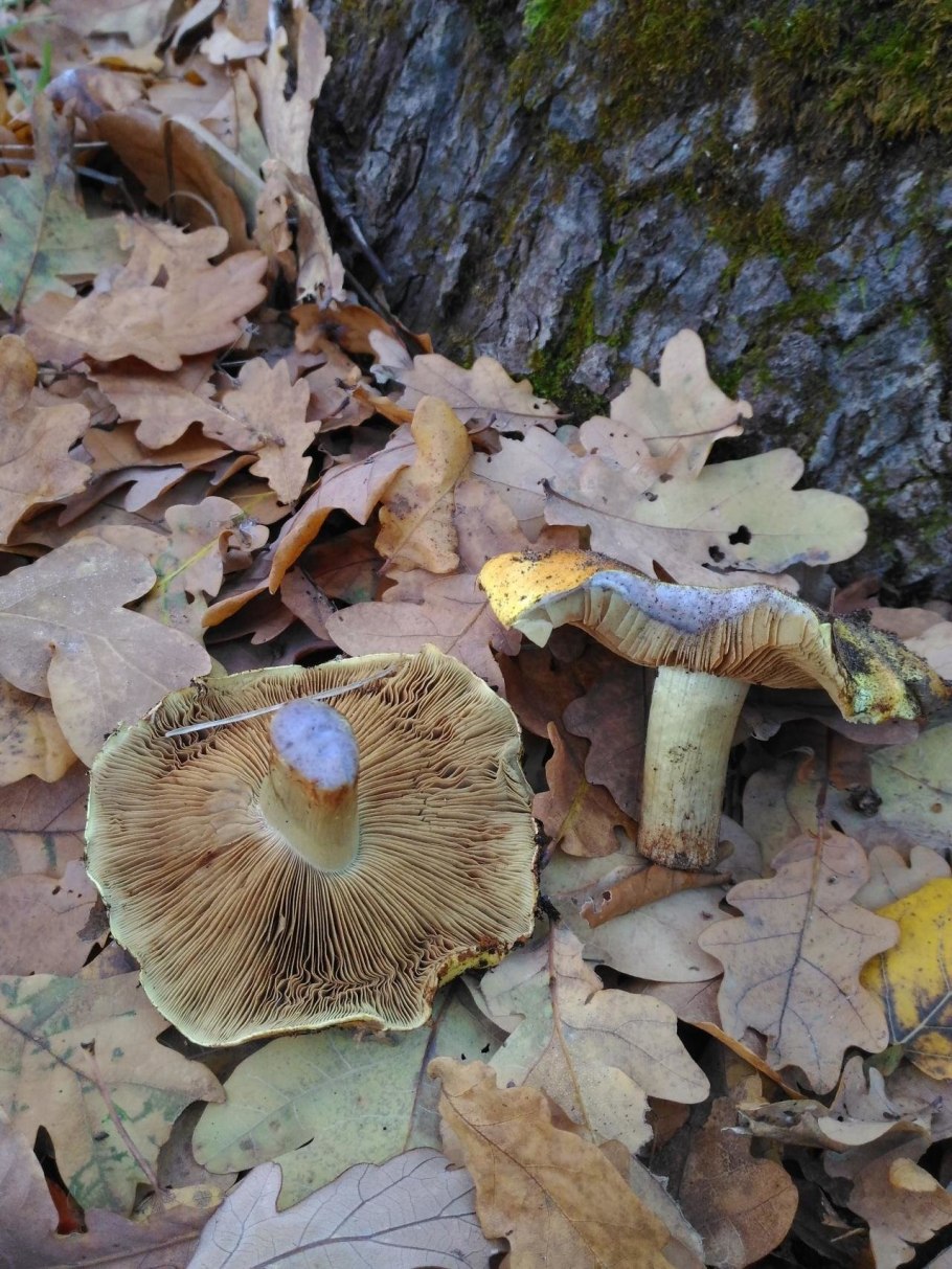 Боровой груздь