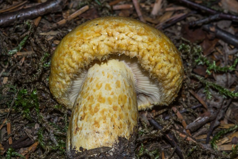 Группа грибов грузди