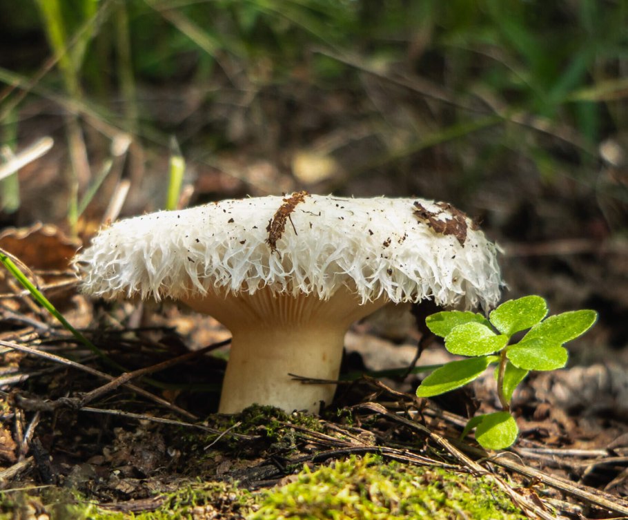 Грузди в траве