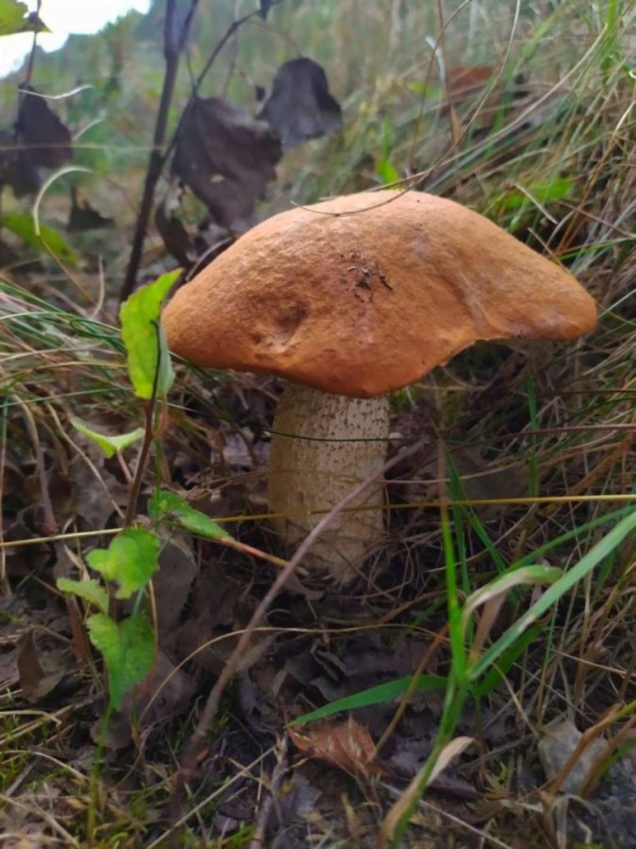 Груздь дубовый Lactarius insulsus