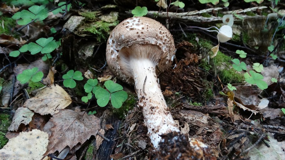 Груздь дубовый Lactarius zonarius