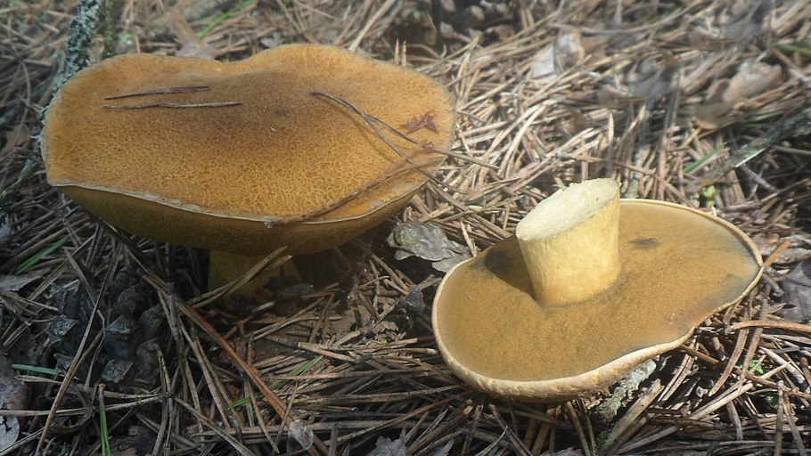 Груздь синеющий (Lactarius repraesentaneus)