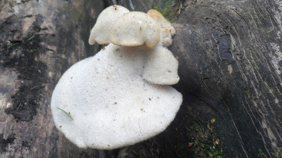 Млечник голубой