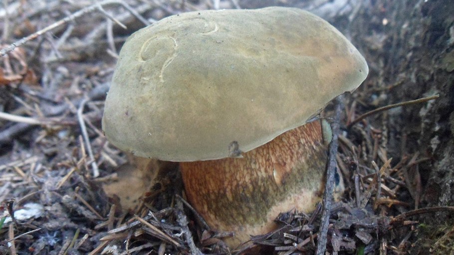 Груздь жёлтый Lactarius scrobiculatus