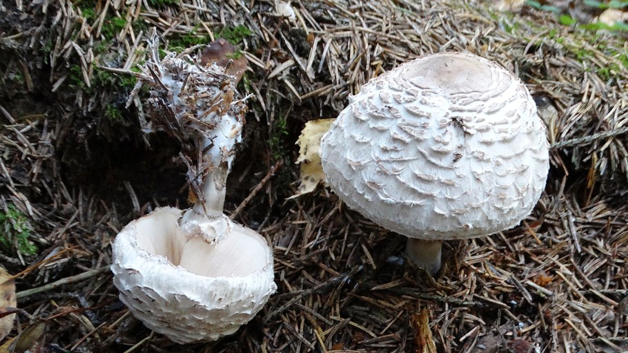 Гриб зонтик пёстрый macrolepiota procera