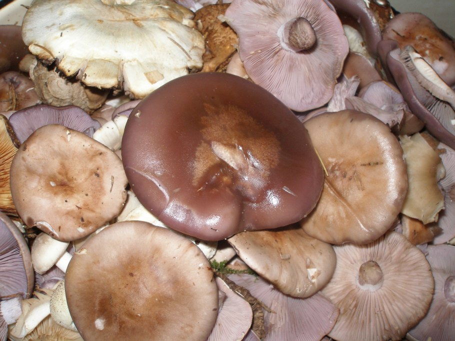 Энтолома СИЗО-белая (Entoloma lividoalbum)