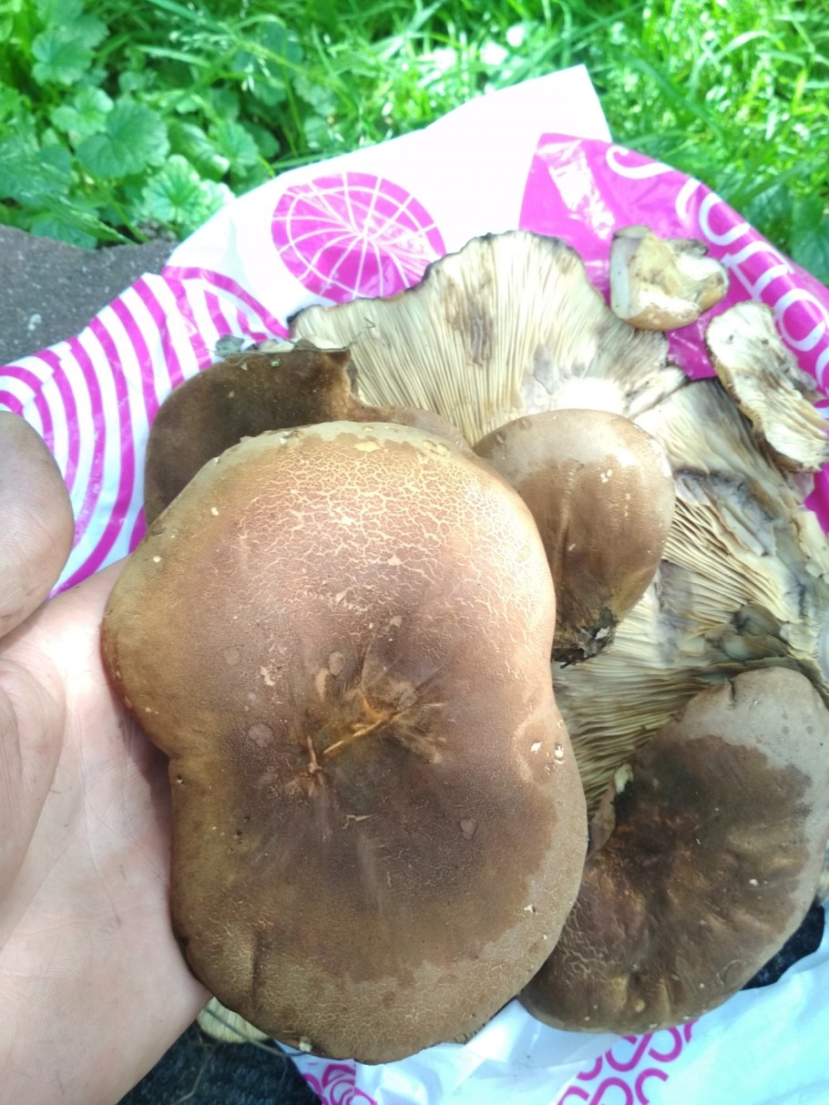 Лесные грибы свинушки