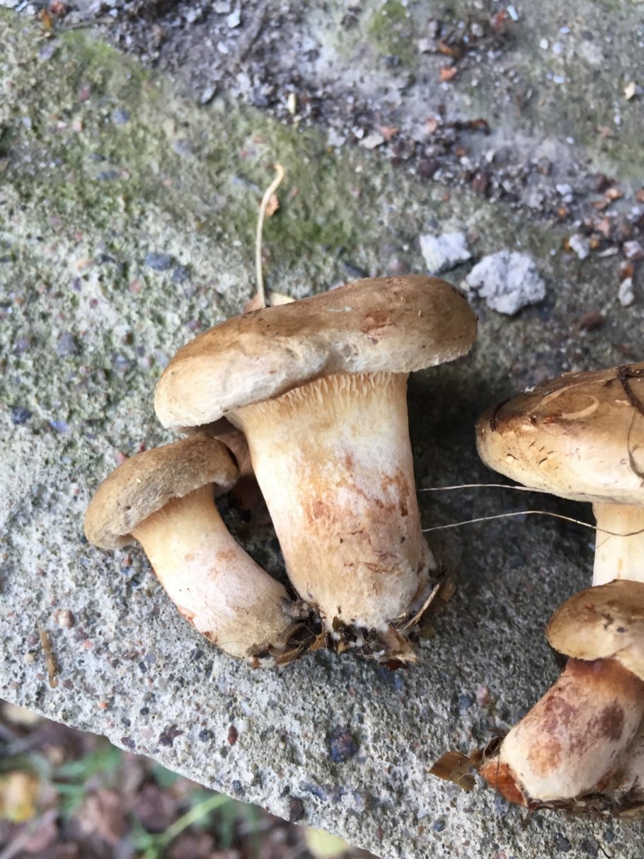 Свинушка ложная