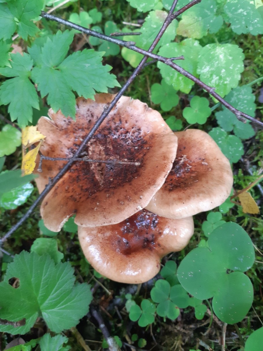 Свинушка тапинелла