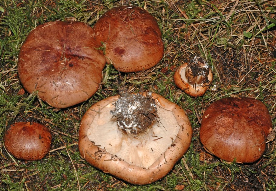 Степная вешенка однобочка