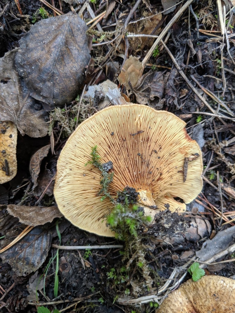 Свинушка Ольховая