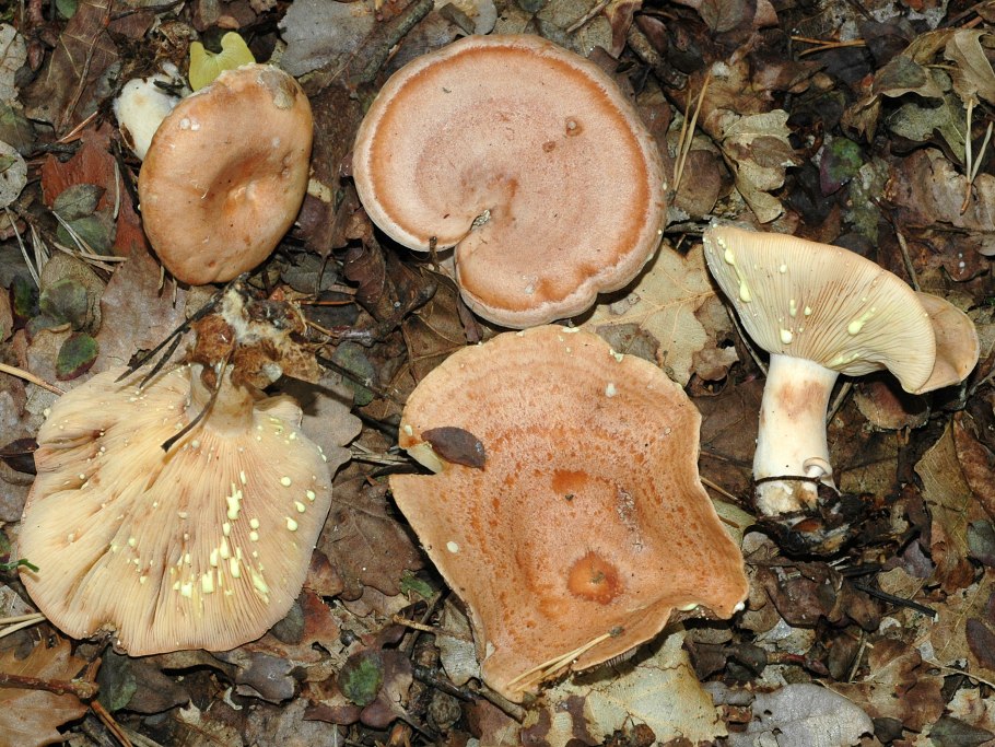 Ольховая свинушка (Paxillus filamentosus)