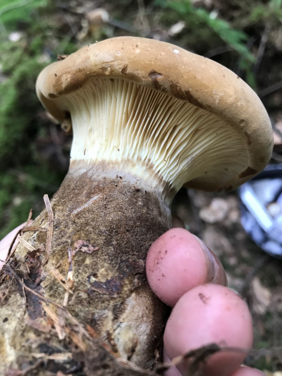 Свинушка Ольховая