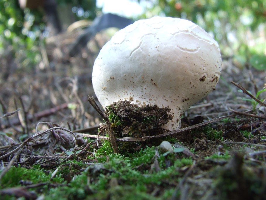 Lycoperdon giganteum