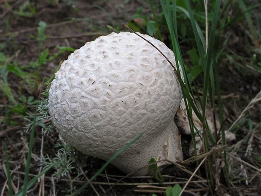 Дождевик (gigantea)