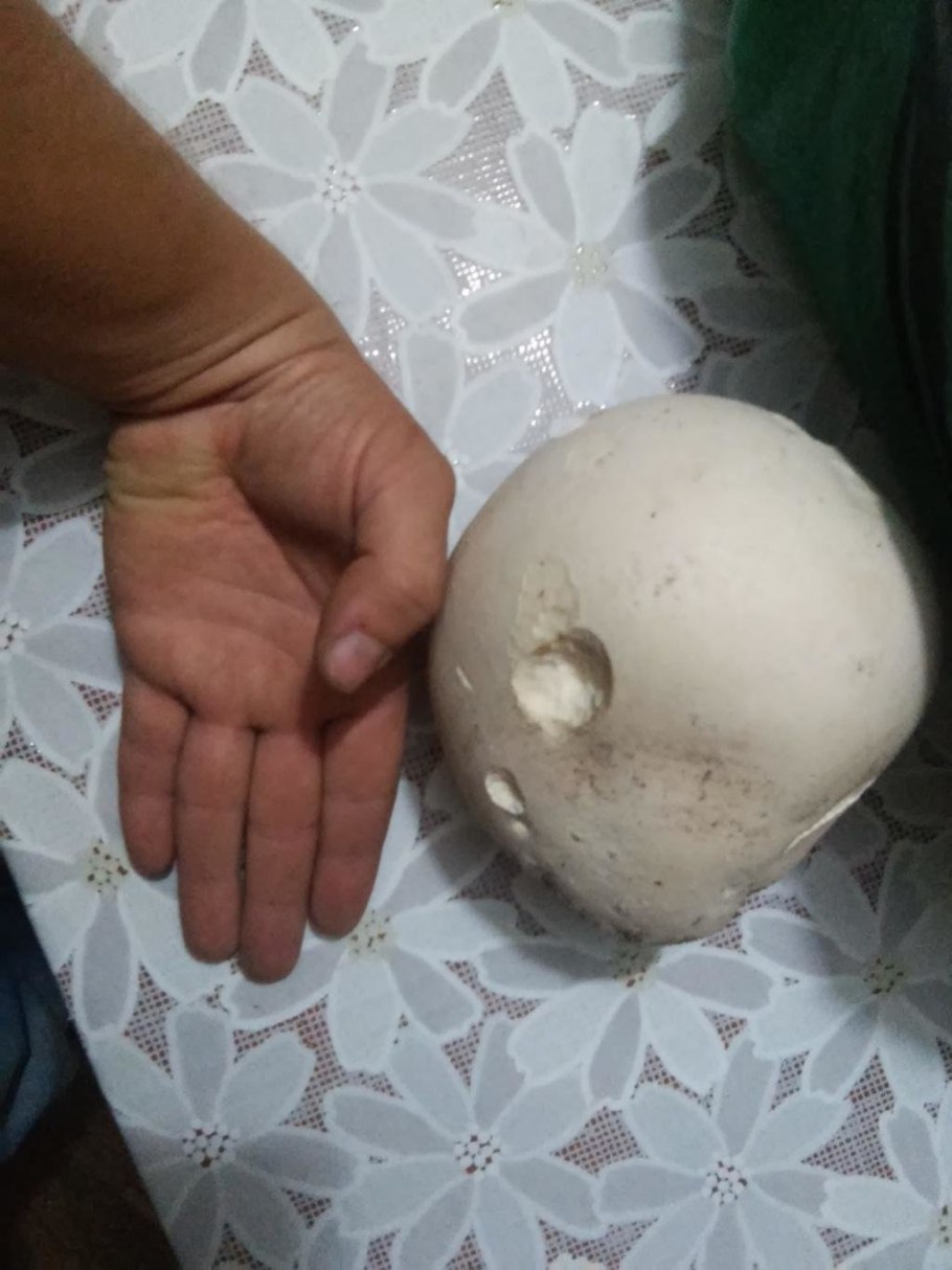 Гигантский дождевик пахнет картошкой