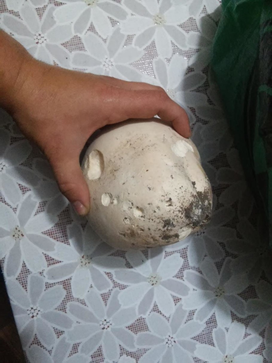 Дождевик гигантский