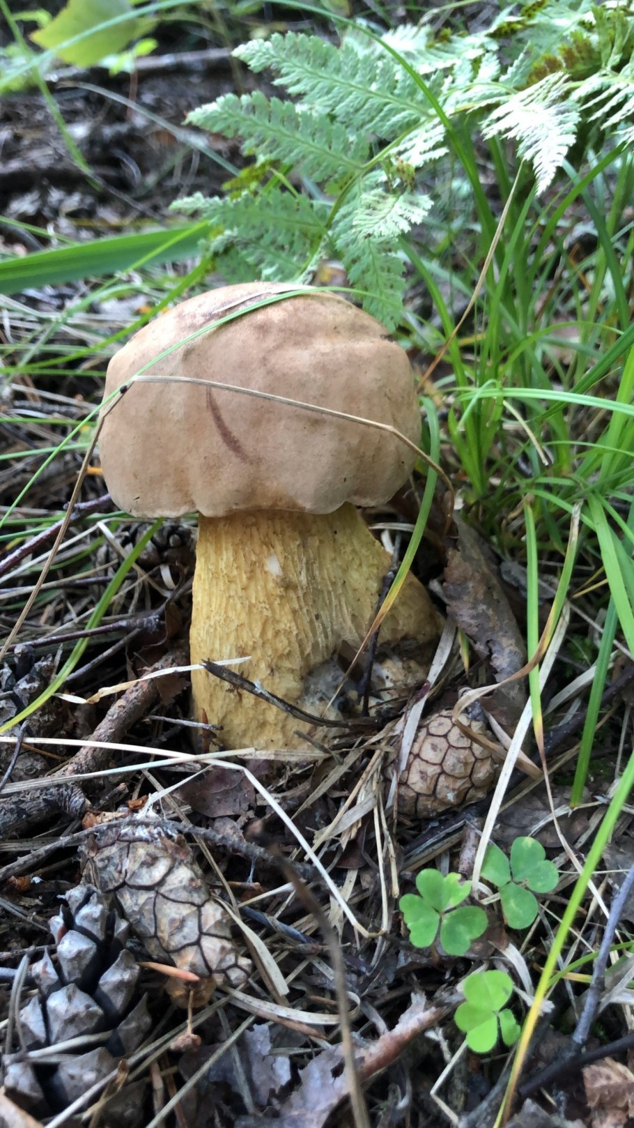 Tylopilus felleus