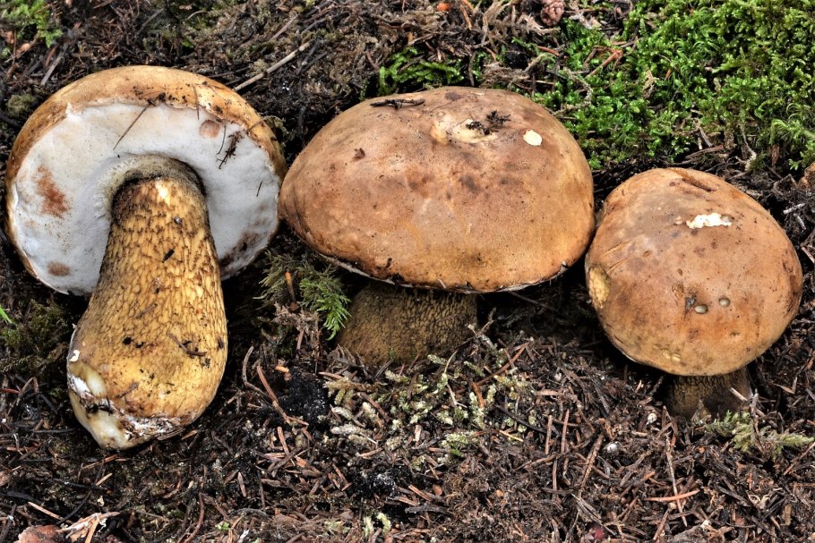 Tylopilus felleus – желчный гриб