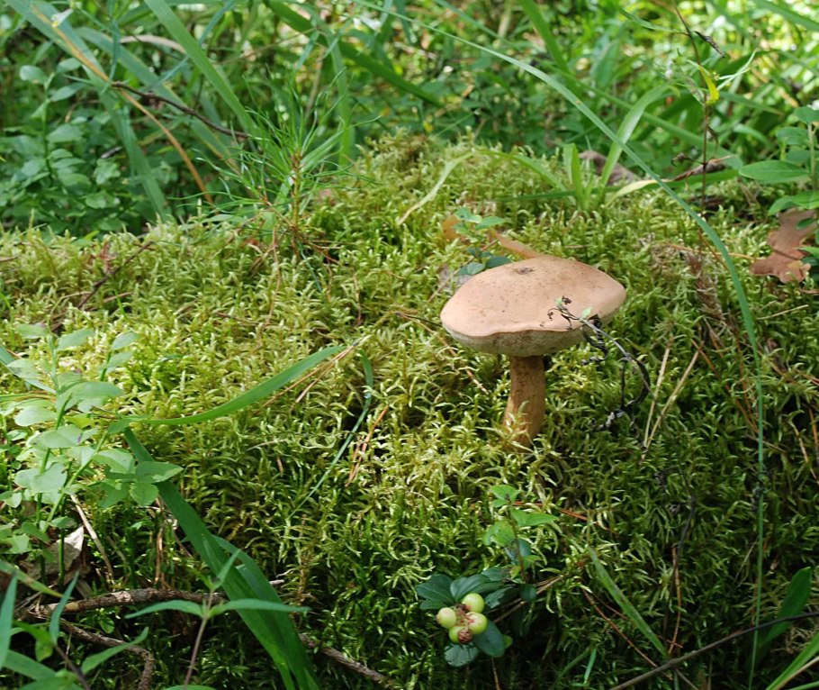 Tylopilus felleus