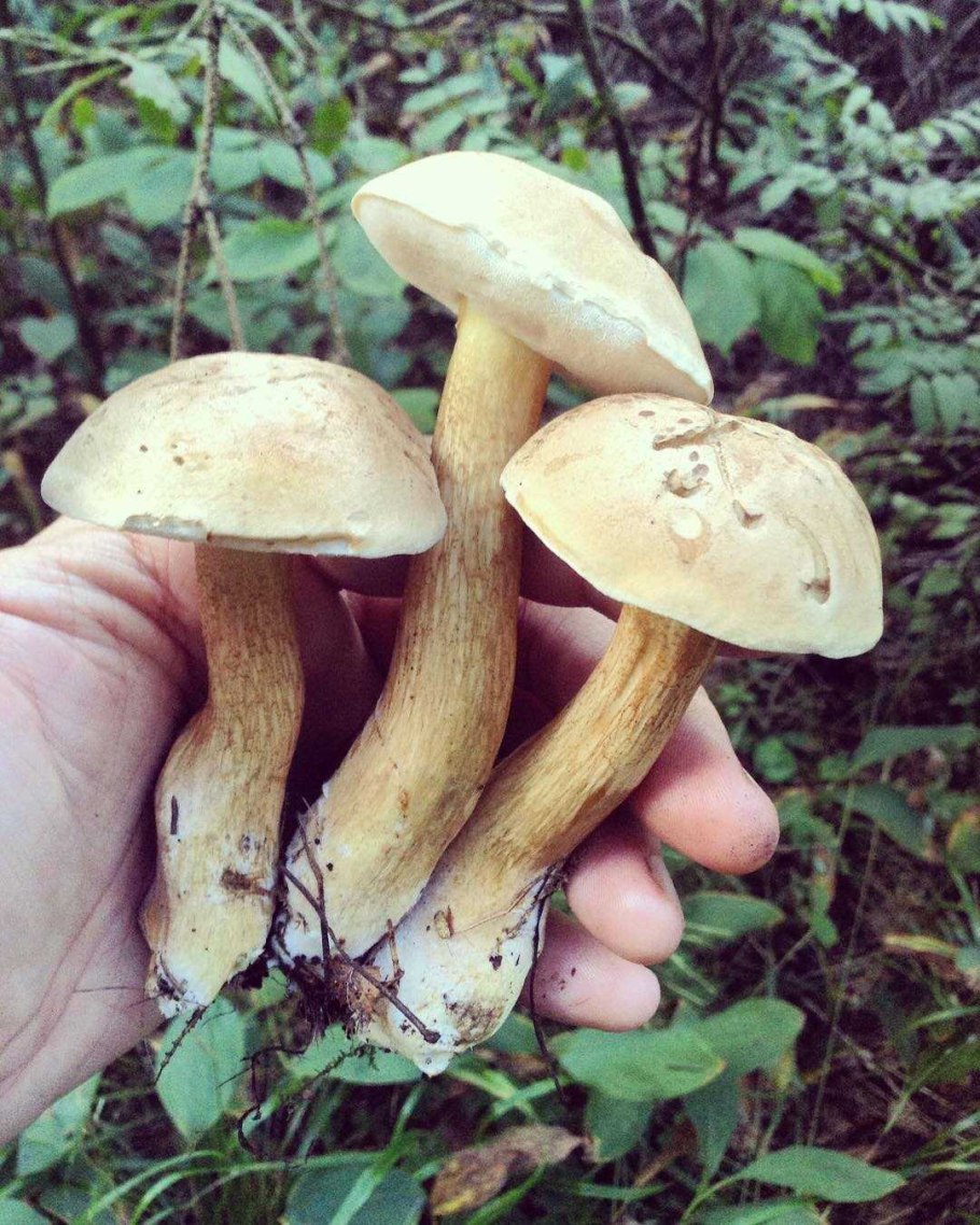 Tylopilus felleus – желчный гриб