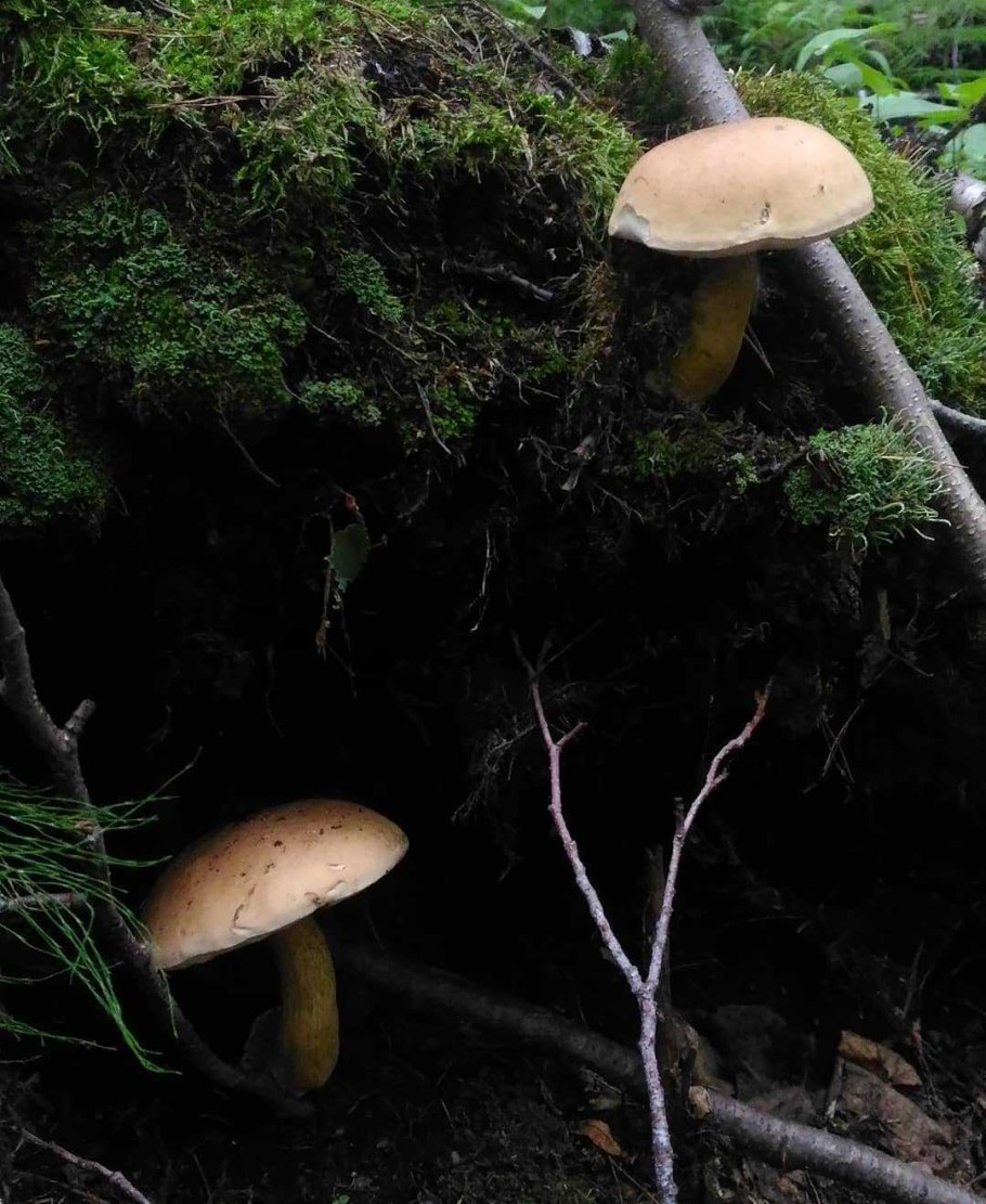 Ложный белый горчак