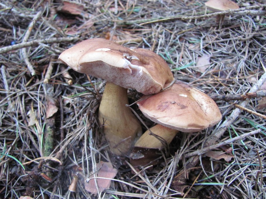 Моховик полузолотистый