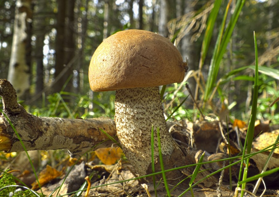 Белый гриб маленький