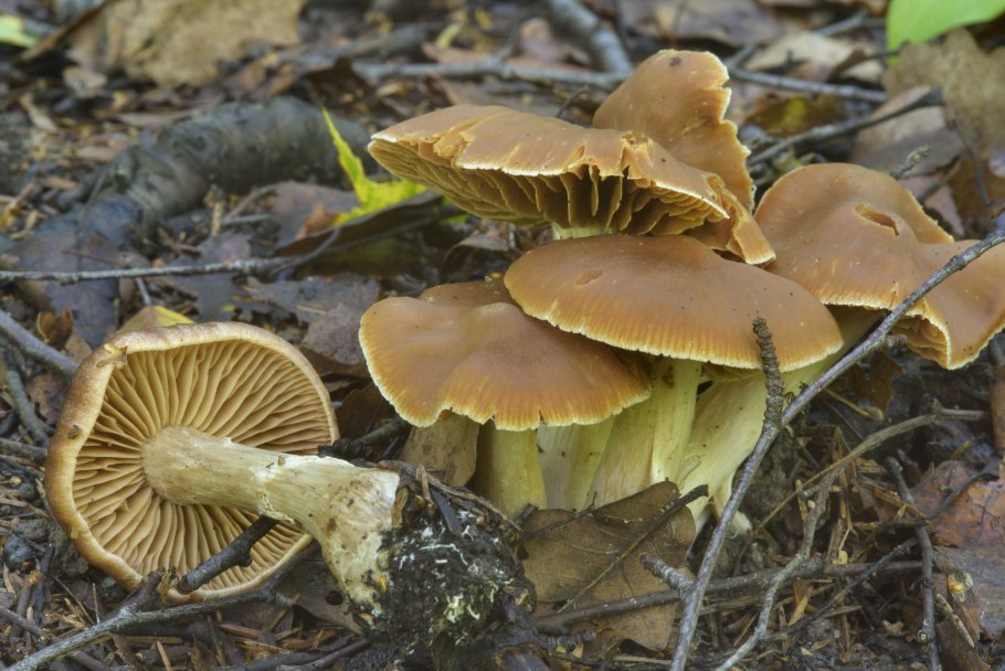 Грибы с желтым низом