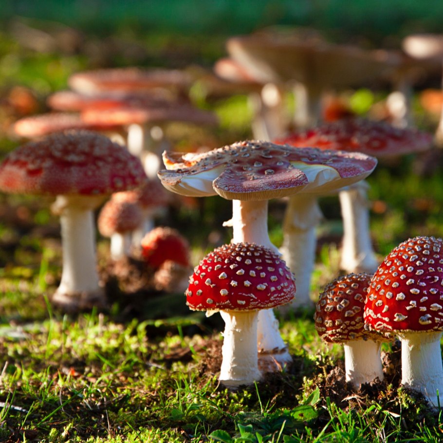 Винтажные иллюстрации грибов