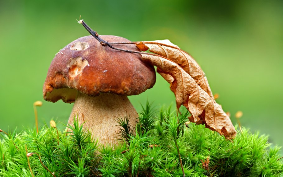 Обои на телефон грибы