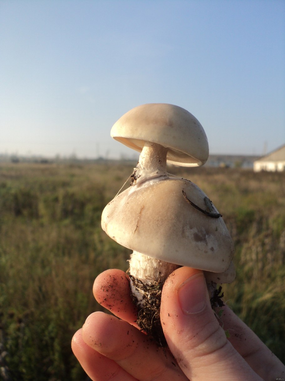 Грибы грибы