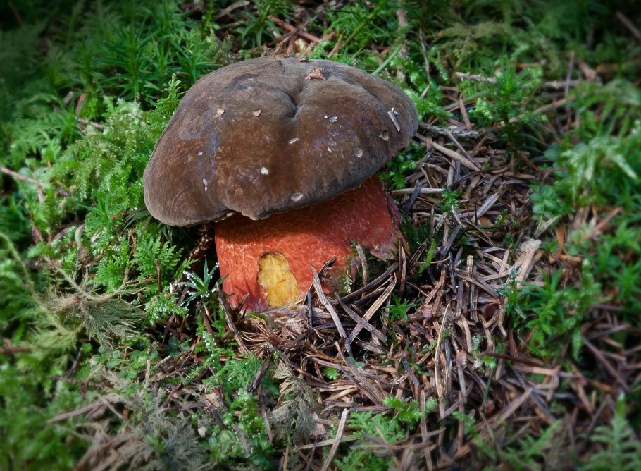 Гриб Ведьмин Боровик