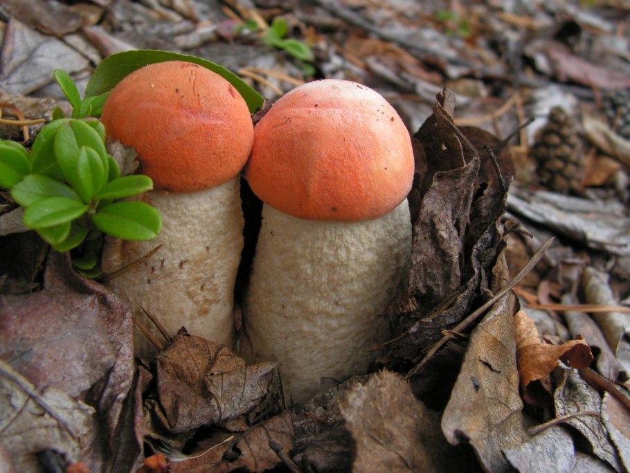 Гриб Lycoperdon perlatum