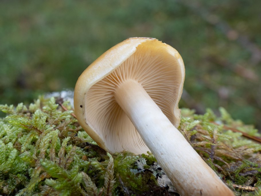 Опята серопластинчатые