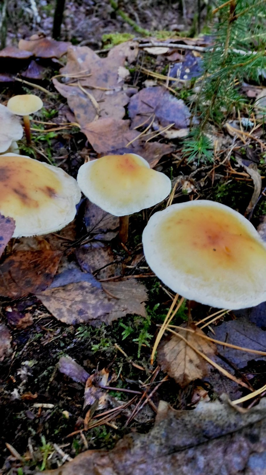 Опенок желтопластинчатый