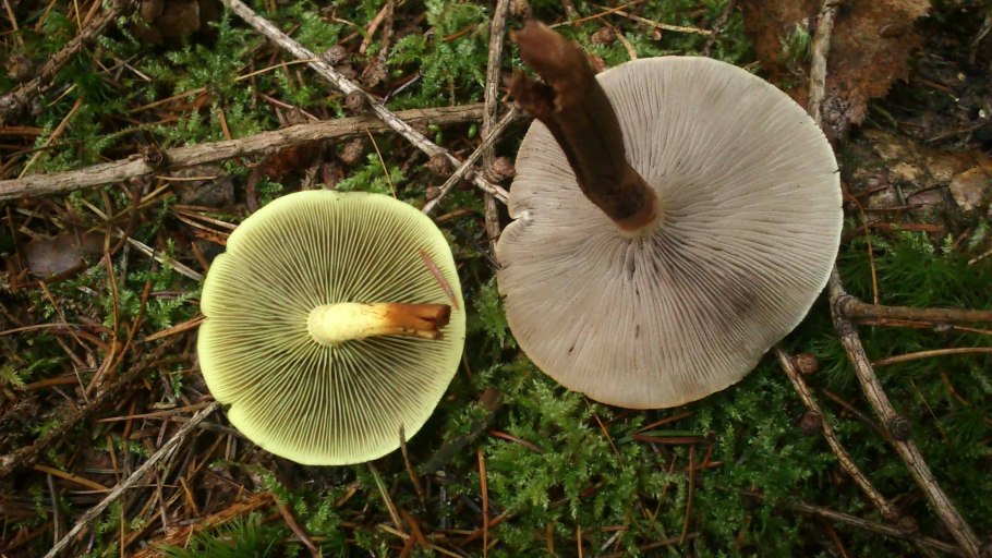 Опята пластинчатые