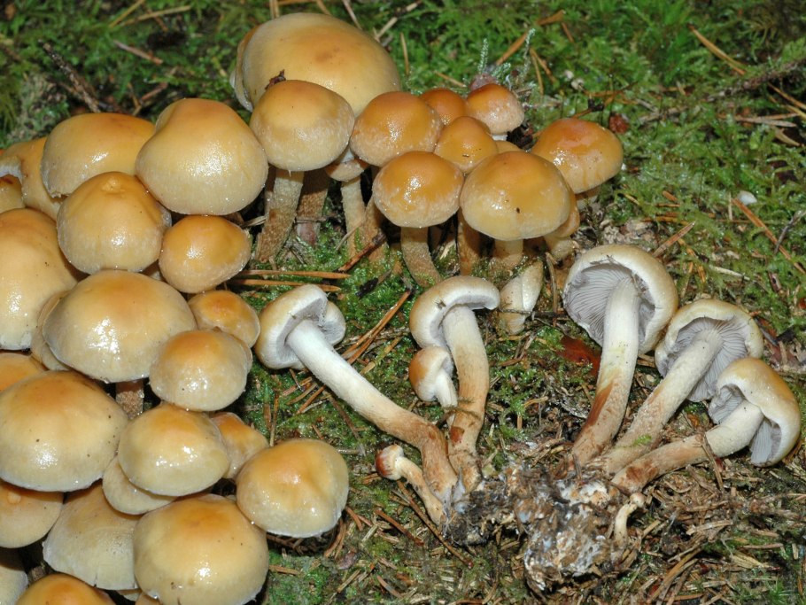 Опенок серопластинчатый Hypholoma