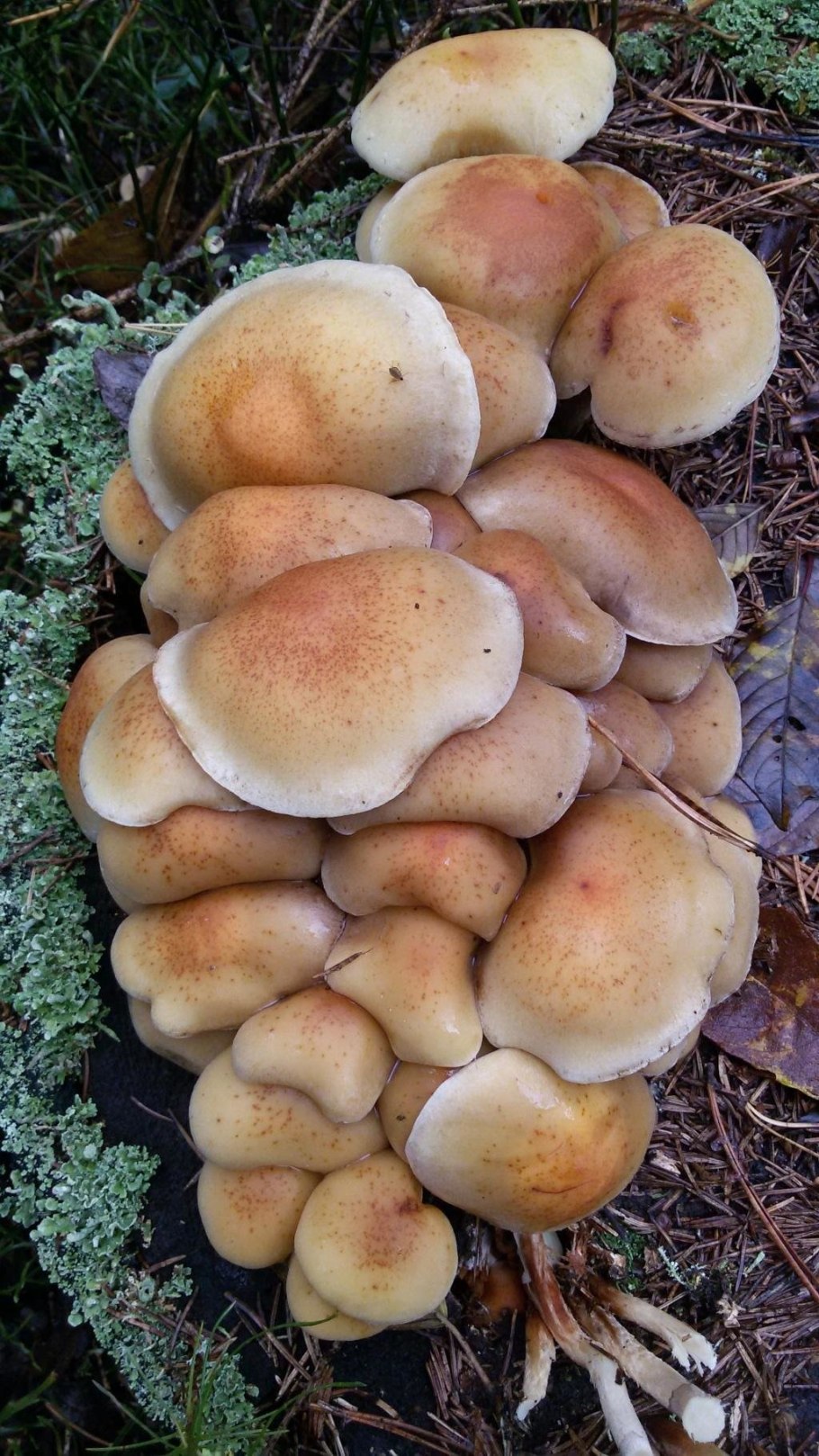 Ложноопенок серопластинчатый