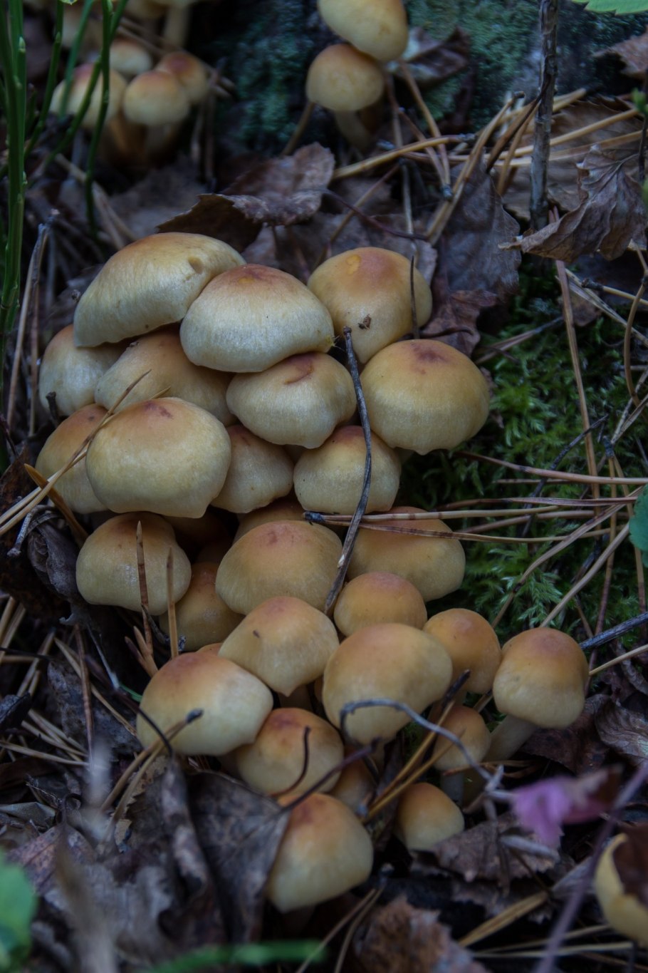 Опенок серопластинчатый Hypholoma capnoides