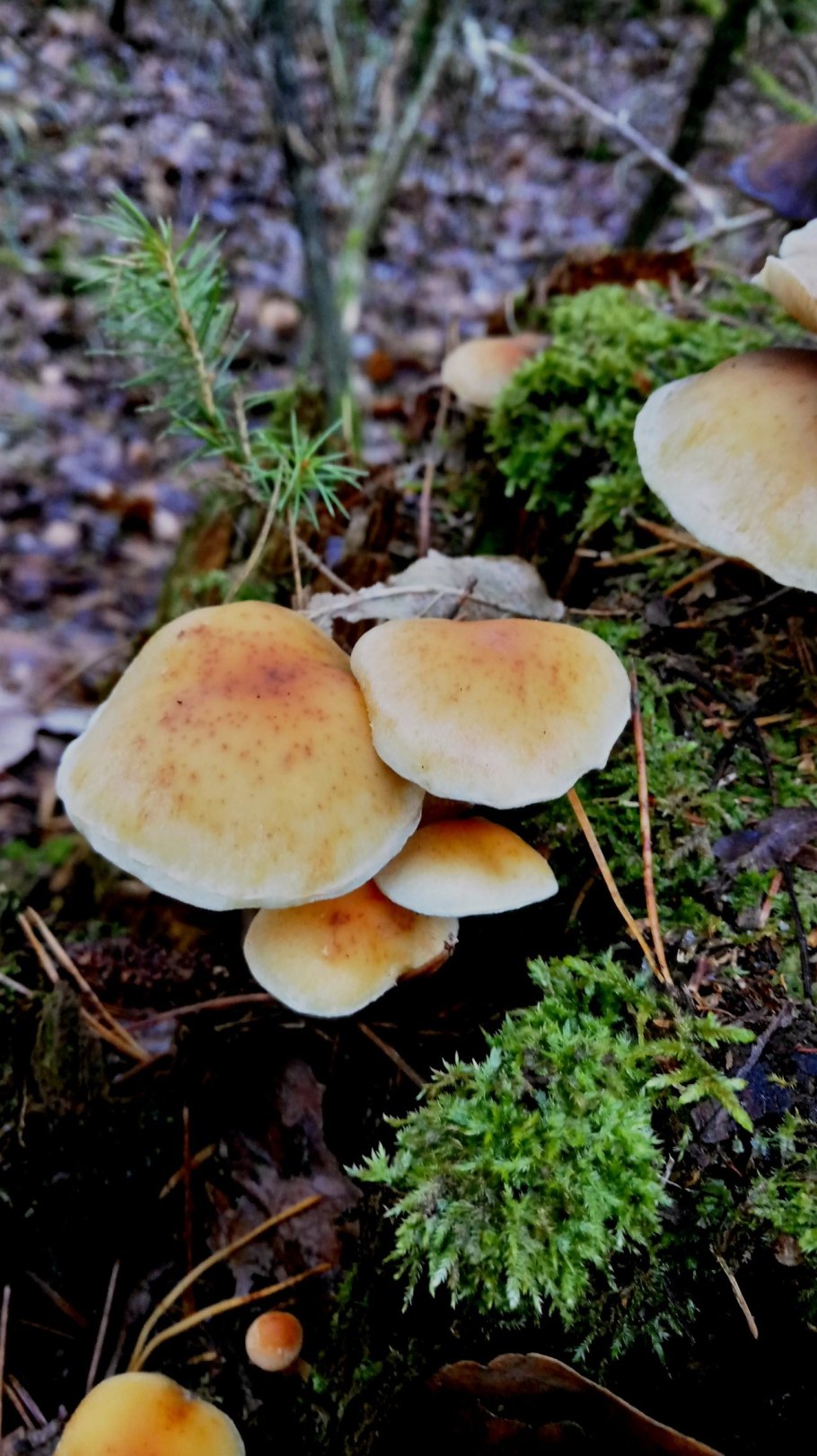 Опенок серопластинчатый гриб