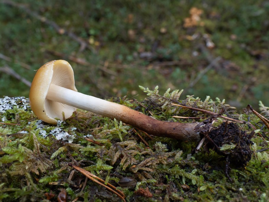 Hypholoma dispersum