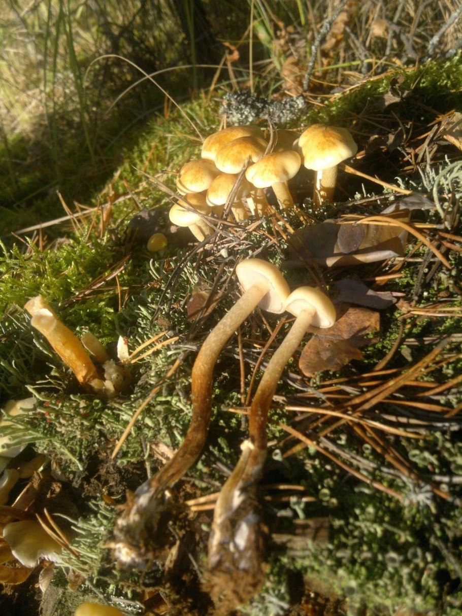 Ложноопенок серопластинчатый