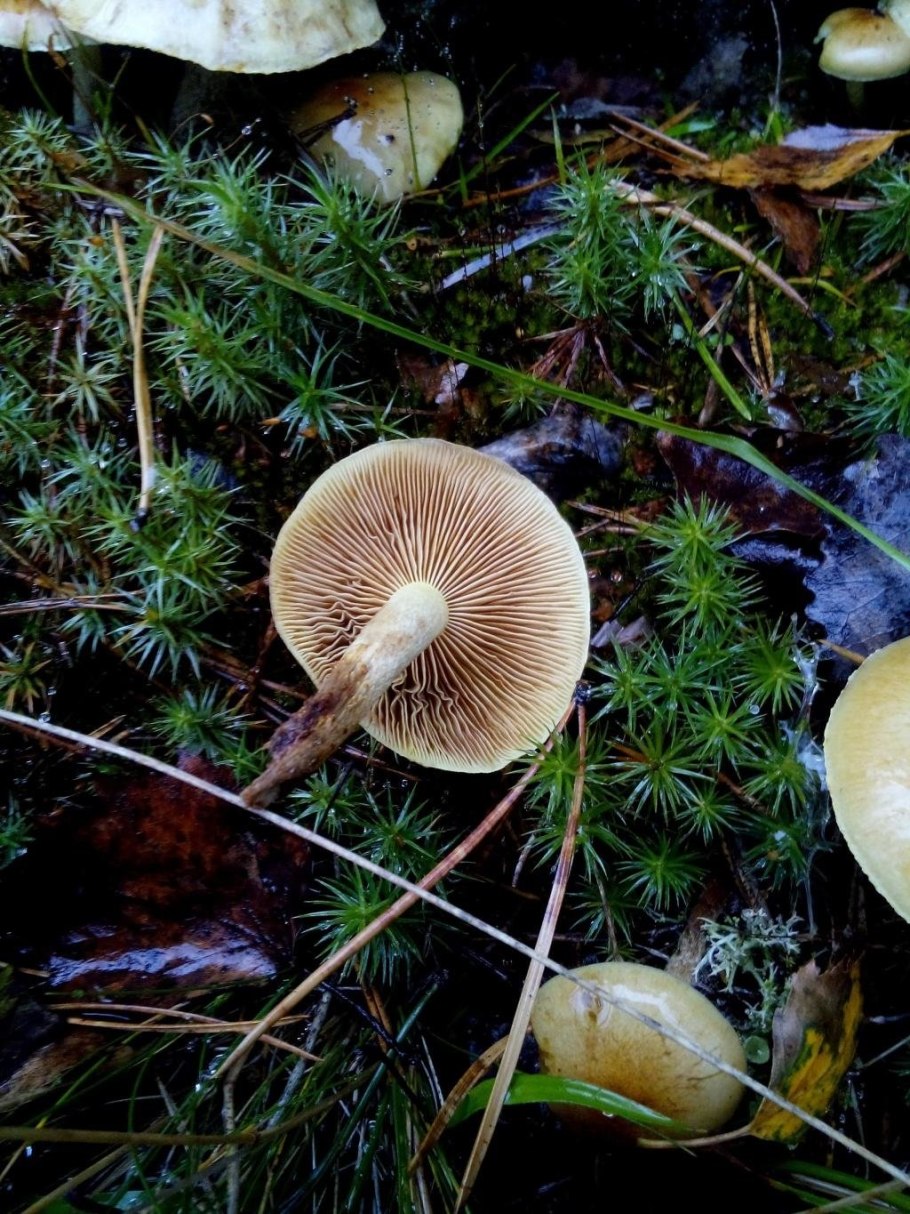 Опёнок серопластинчатый lat: Hypholoma capnoides