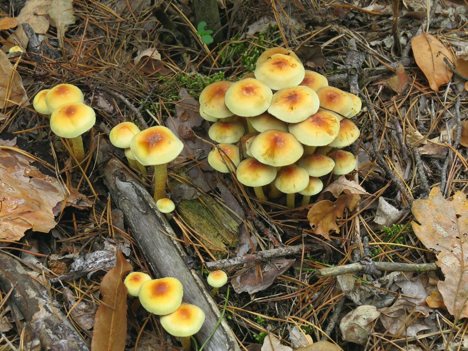 Опенок серопластинчатый Hypholoma capnoides